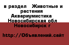  в раздел : Животные и растения » Аквариумистика . Новосибирская обл.,Новосибирск г.